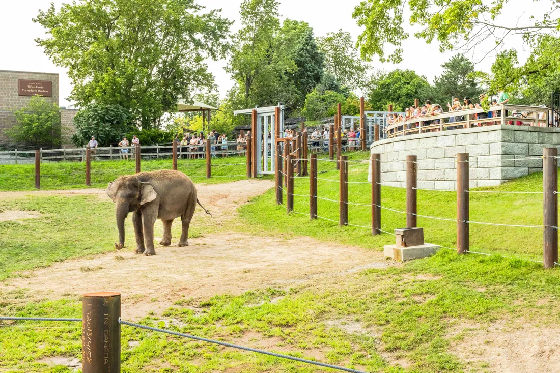 People looking at an elephant at the Rosamond Gifford Zoo in Syracuse, New York.