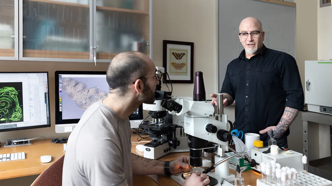 Scott Pitnick in lab looking at fly sperm with partner.
