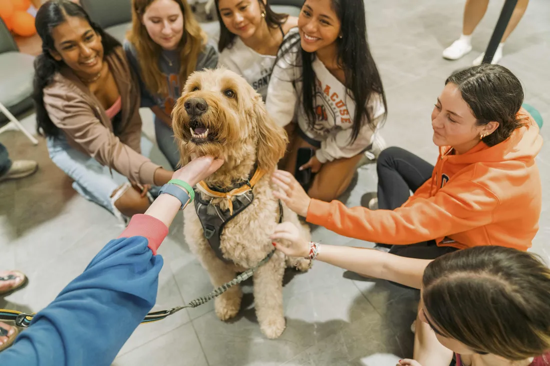 Students gather around to pet a therapy dog.